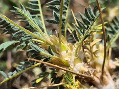 Astragalus caspicus