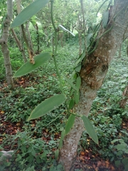 Vanilla planifolia