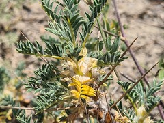 Astragalus caspicus