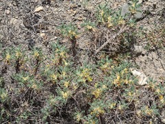 Astragalus caspicus