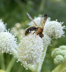 Angelica capitellata