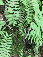 Coryphopteris simulata