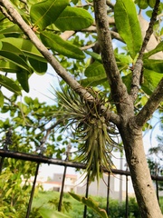 Tillandsia ionantha image