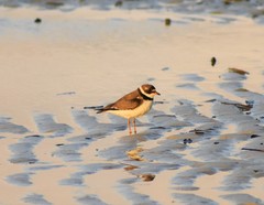 Charadrius semipalmatus