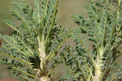 Astragalus denudatus
