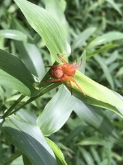 Araneus iviei
