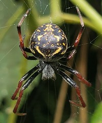 Araneus granadensis