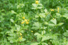 Geum macrophyllum macrophyllum