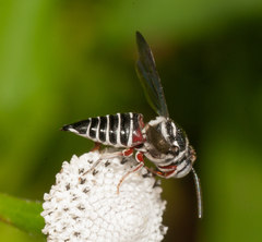 Coelioxys rufipes