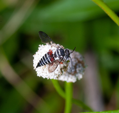Coelioxys rufipes