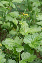 Geum macrophyllum macrophyllum