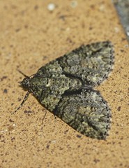 Polyclysta hypogrammata