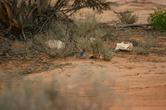 Malurus splendens melanotus