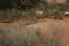 Malurus splendens melanotus