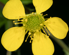 Geum macrophyllum macrophyllum