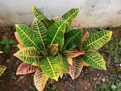 Codiaeum variegatum