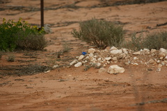 Malurus splendens melanotus