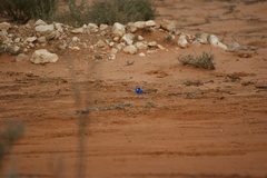 Malurus splendens melanotus