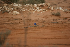 Malurus splendens melanotus