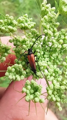 Stenurella melanura