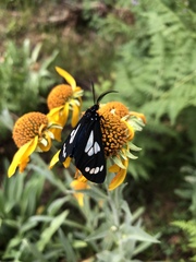 Gnophaela discreta