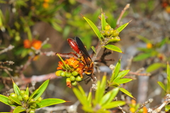 Sphex jamaicensis