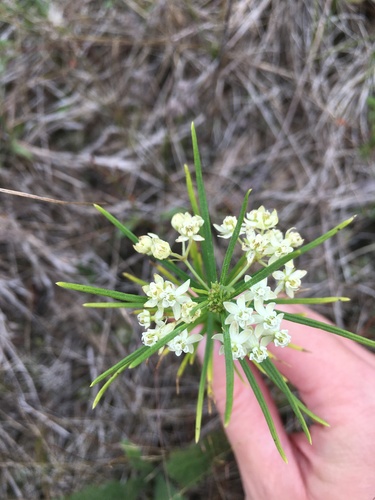 photo of Whorled Milkweed (Asclepias verticillata)