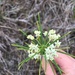 photo of Whorled Milkweed (Asclepias verticillata)