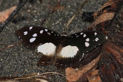 Aterica galene extensa
