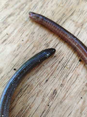 Dermophis oaxacae