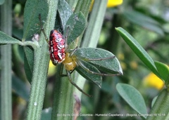 Alpaida variabilis