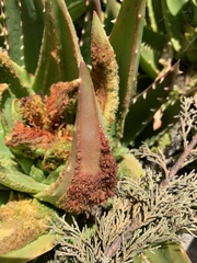 Aceria aloinis