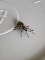 Calomycterus setarius