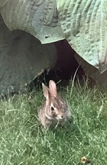 Sylvilagus floridanus
