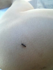 Psenocerus supernotatus