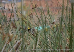 Chrysomus icterocephalus bogotensis