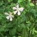 photo of Common Soapwort (Saponaria officinalis)