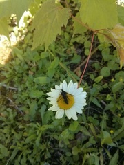 Synanthedon fatifera