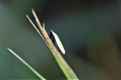 Draeculacephala bradleyi