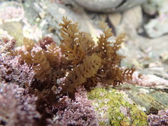 Sargassum horneri