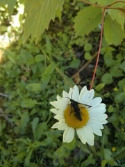 Synanthedon fatifera