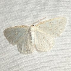 Protitame virginalis