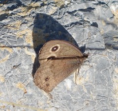 Cercyonis sthenele