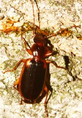 Cymindis limbata