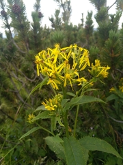 Senecio hercynicus