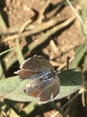 Echinargus isola