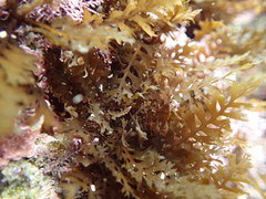 Sargassum horneri