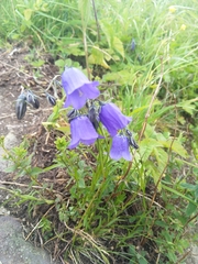 Campanula bohemica