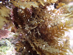 Sargassum horneri