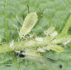 Illinoia maxima